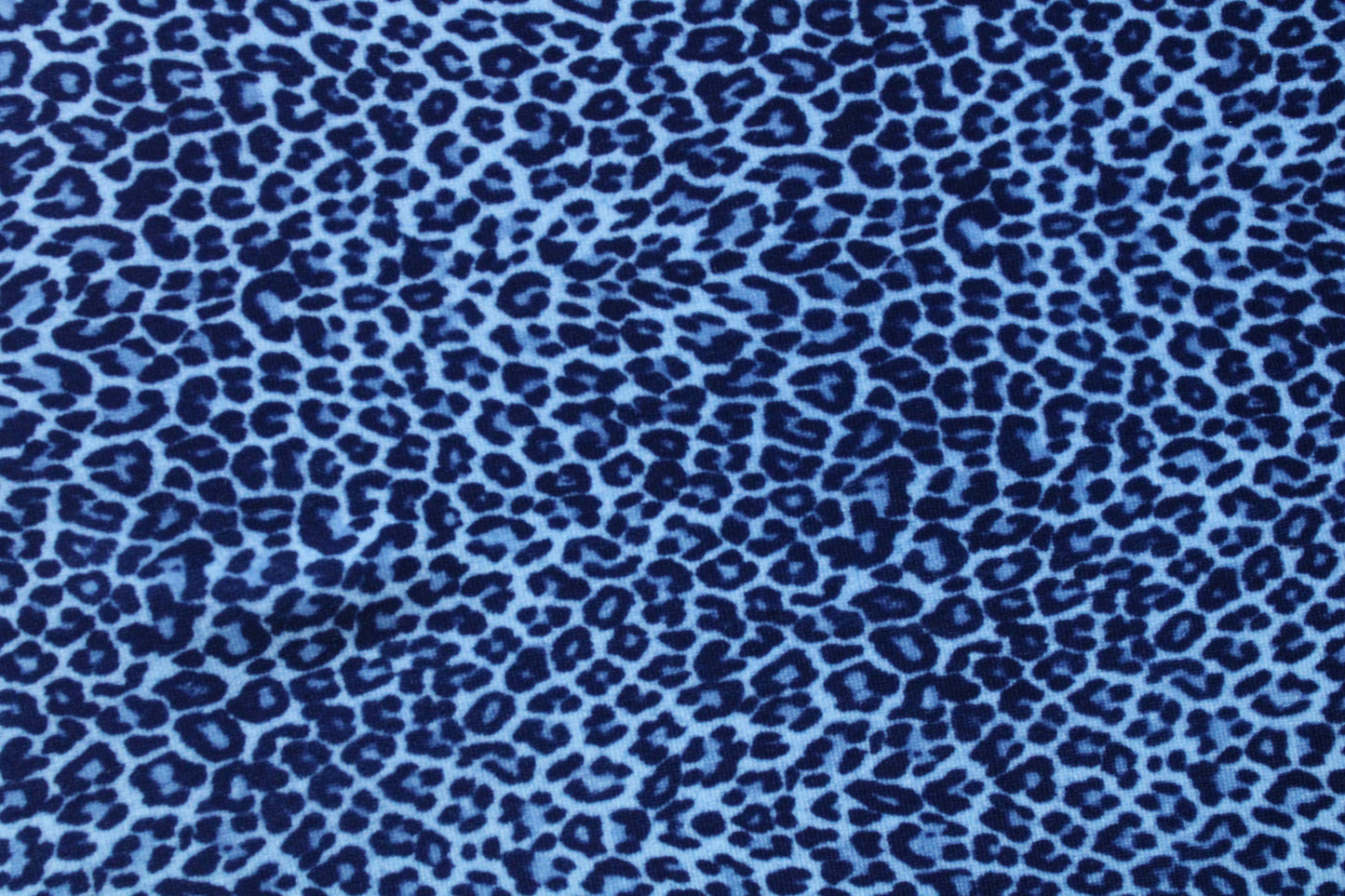 Blue Cheetah