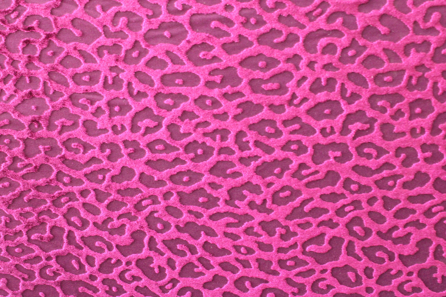 Luxury Cheetah