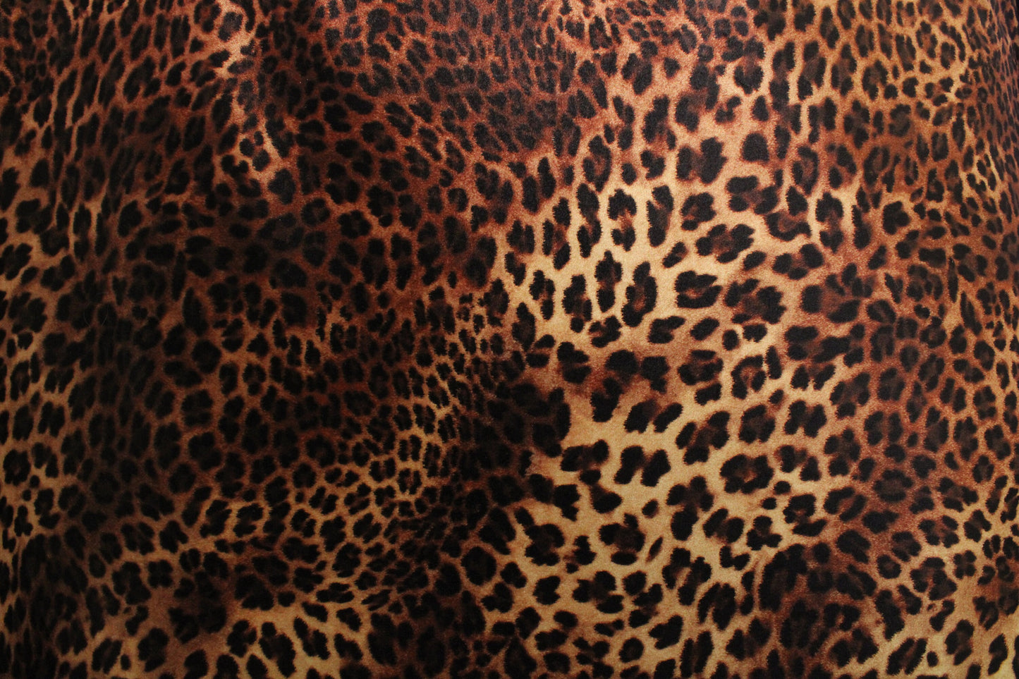 Modern Cheetah