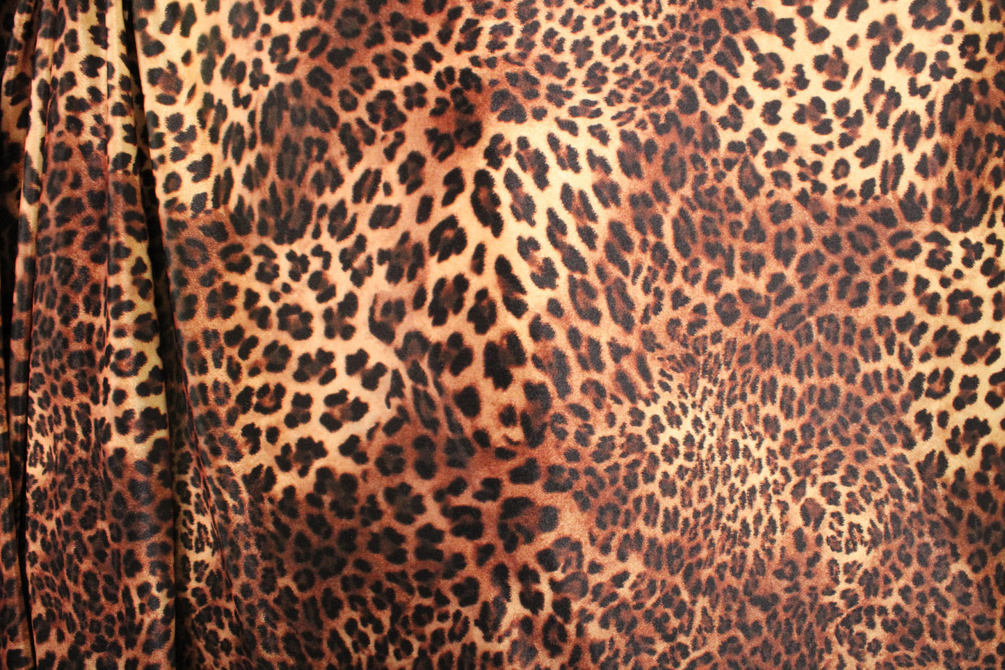 Modern Cheetah