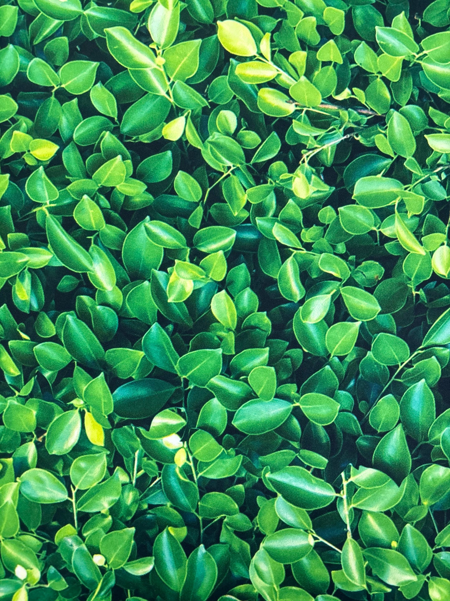 Green Leaves Spandex