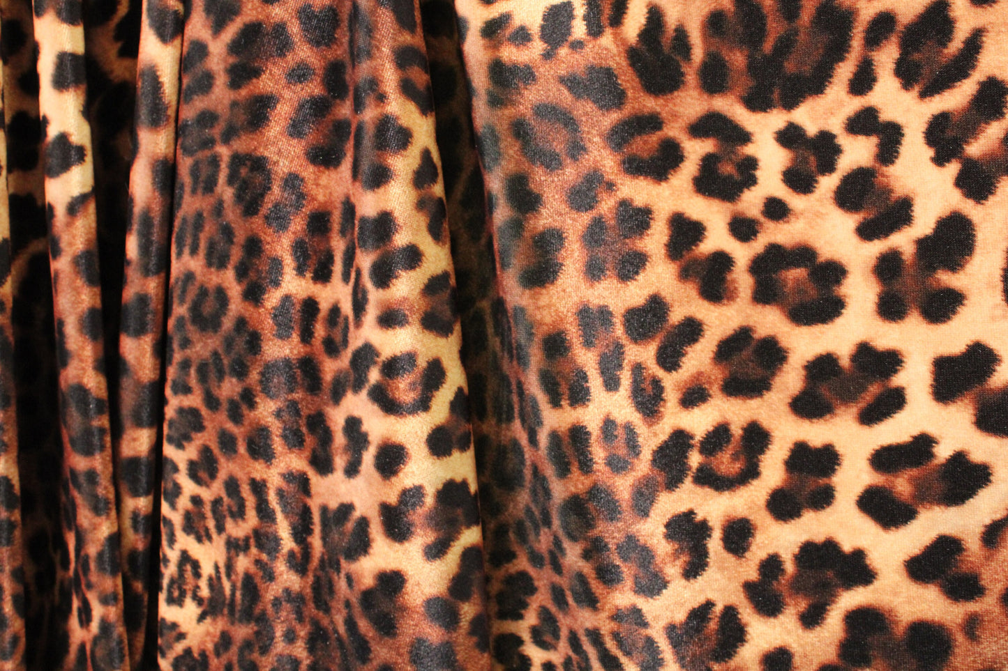 Modern Cheetah