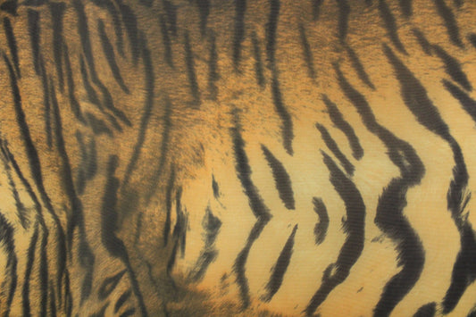 Elegant Tiger